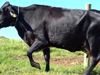 Lote 29