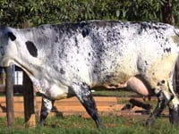 Lote 33