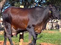 Lote 34