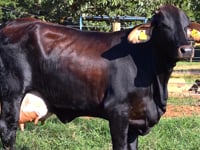 Lote 36