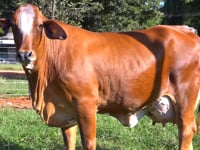 Lote 38