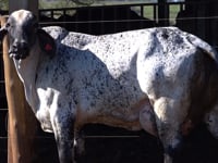 Lote 39
