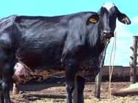 Lote 42