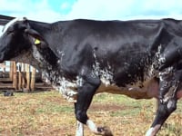 Lote 46