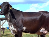 Lote 47