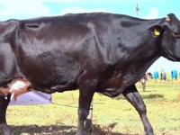 Lote 48