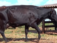 Lote 49