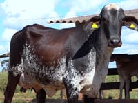 Lote 50