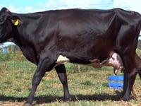 Lote 51