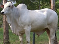 Lote 01