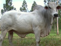 Lote 03