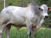 Lote 05