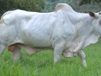 Lote 16