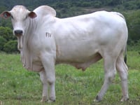 Lote 33