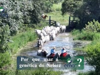 Depoimento<br>Urbano de Abreu