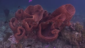 1709_Group of barrel sponges filmed from top