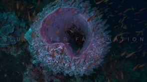 1723_Pink barrel sponge close up on coral reef