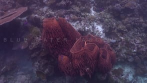 2003_Drifting around barrel sponge array on coral reef