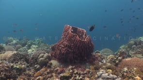 1691_Big barrel sponge on coral reef