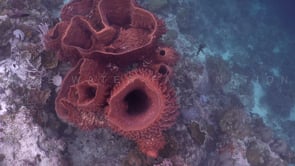 2004_Barrel sponges filmed from top in slow motion