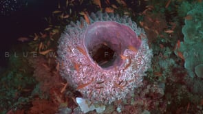 2006_Pink Barrel sponge close up in slow motion