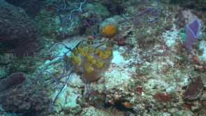 2078_Small yellow sponges on brain coral in Cozumel
