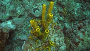 2095_Yellow tube sponges on coral reef in the Carribean