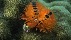 0651_Orange Christmas tree worm close up