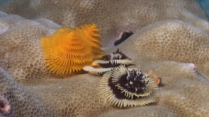 1551_Christmas tree worms hiding on hard coral