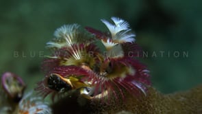 1751_Red and white Christmas tree worm close up