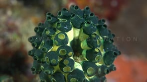 0177_Green Ascidian super close up