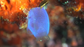 1706_Blue Ascidian super close up