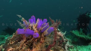 1726_Blue ascidians on coral rock wide angle close shot