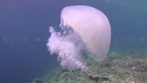 0453_Big white Jellyfish drifting in the Ocean