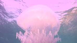 0454_Big white Jellyfish with fishes hiding inside