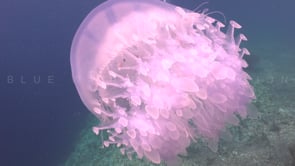 0455_Fishes hiding inside big white Jellyfish