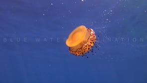 0565_Fried egg Jellyfish super close up below surface
