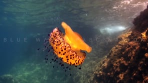 0566_Fried egg Jellyfish drifting along reef