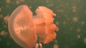 0616_Palau Jellyfish close up in slow motion