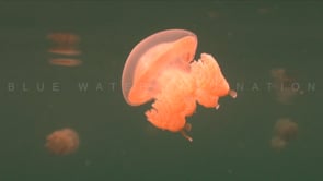 0617_Small Palau Jellyfish in slow motion