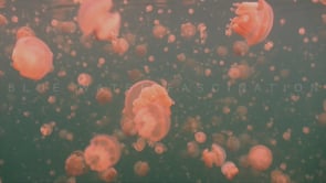 0873_Thousands of Palau Jellyfish drifting in Jellyfish lake
