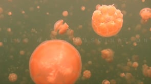 0874_Palau Jellyfish drifting close up at camera
