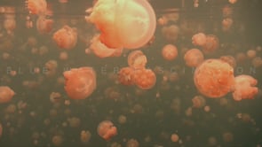 0875_Jellyfish drifting close under the surface Jellyfish Lake Palau