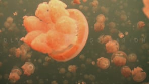 0876_Jellyfish close up in Jellyfish Lake Palau