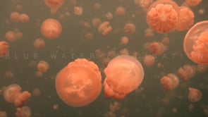 0877_Palau Jellyfish drifting in lake