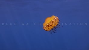 0915_Egg yolk Jellyfish drifting below surface