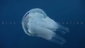 1078_Mediterranean Jellyfish in slow motion