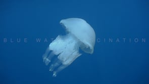 1079_Mediterranean Jellyfish drifting in blue ocean