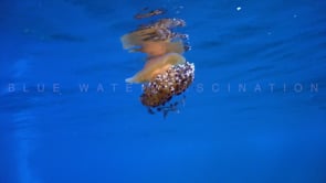 1080_Egg yolk Jellyfish drifting below ocean surface