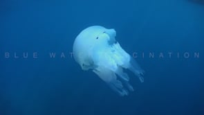 1648_White Jellyfish close up below surface